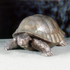 Schildkröte