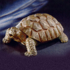 Schildkröte