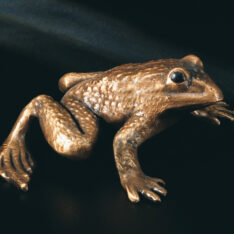 Frosch