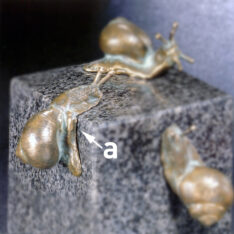 Schnecke a