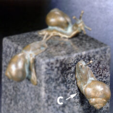 Schnecke c