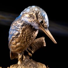 Eisvogel