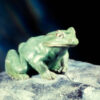 Frosch – Bild 2