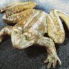 Frosch – Bild 2