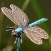 Libelle – Bild 2