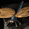 Libelle – Bild 3