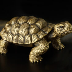 Schildkröte