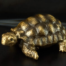 Schildkröte
