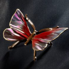 Schmetterling