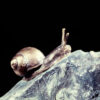 Schnecke c – Bild 2