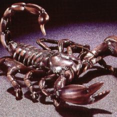 Skorpion
