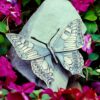 Schmetterling – Bild 2