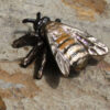 Biene – Bild 5