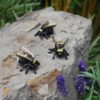Hummel – Bild 4