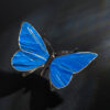 Schmetterling – Bild 8