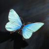 Schmetterling – Bild 7