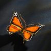 Schmetterling – Bild 2
