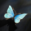 Schmetterling – Bild 7