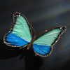 Schmetterling – Bild 6