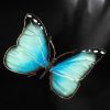 Schmetterling – Bild 5