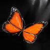 Schmetterling – Bild 2