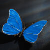 Schmetterling – Bild 8