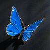 Schmetterling – Bild 8