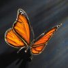Schmetterling – Bild 2