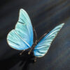 Schmetterling – Bild 7