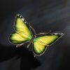 Schmetterling – Bild 9
