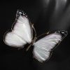 Schmetterling – Bild 10