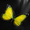 Schmetterling – Bild 9