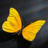 Schmetterling – Bild 10