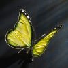 Schmetterling – Bild 9