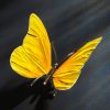 Schmetterling – Bild 10
