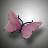 Schmetterling – Bild 12