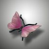 Schmetterling – Bild 12