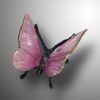 Schmetterling – Bild 12
