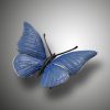Schmetterling – Bild 2