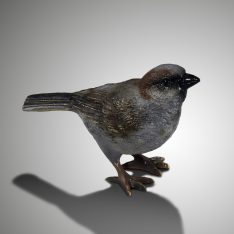 "Spatz" - Sperling