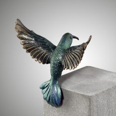 Kolibri mit Flügel nach hinten